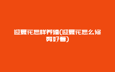 迎夏花怎样养殖(迎夏花怎么修剪好看)