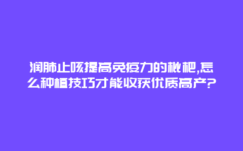 润肺止咳提高免疫力的枇杷,怎么种植技巧才能收获优质高产?