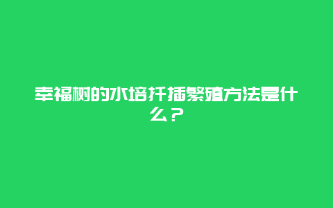 幸福树的水培扦插繁殖方法是什么？