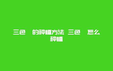 三色堇的种植方法 三色堇怎么种植