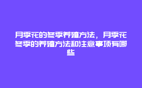 月季花的冬季养殖方法，月季花冬季的养殖方法和注意事项有哪些