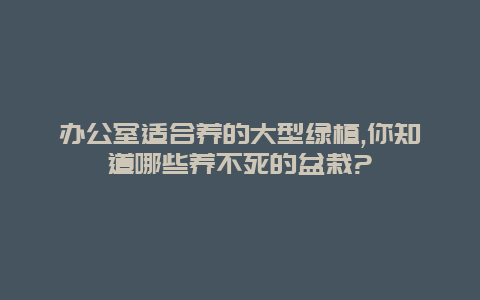 办公室适合养的大型绿植,你知道哪些养不死的盆栽?