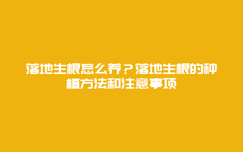 落地生根怎么养？落地生根的种植方法和注意事项