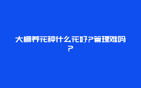 大棚养花种什么花好?管理难吗?