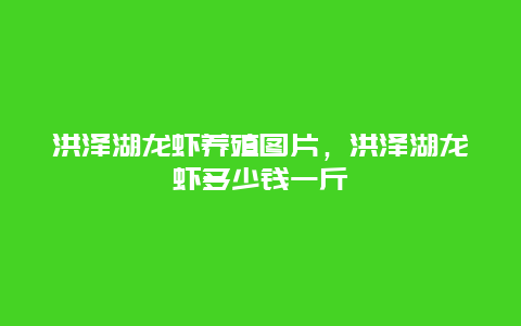 洪泽湖龙虾养殖图片，洪泽湖龙虾多少钱一斤