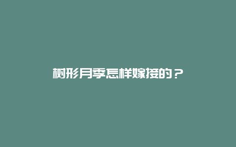 树形月季怎样嫁接的？