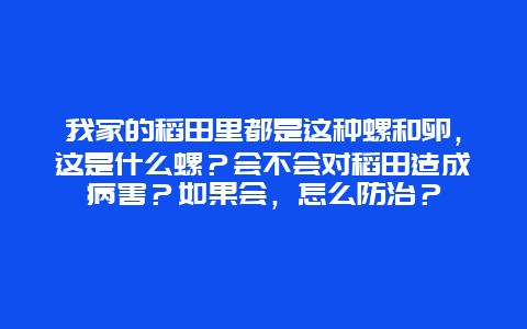 我家的稻田里都是这种螺和卵，这是什么螺？会不会对稻田造成病害？如果会，怎么防治？