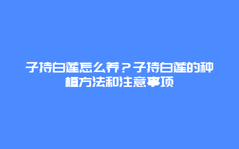 子持白莲怎么养？子持白莲的种植方法和注意事项