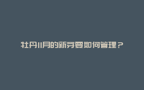 牡丹11月的新芽要如何管理？