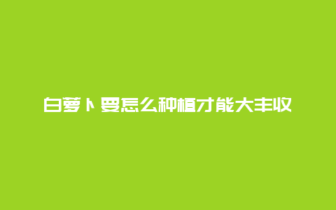 白萝卜要怎么种植才能大丰收