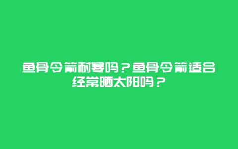 鱼骨令箭耐寒吗？鱼骨令箭适合经常晒太阳吗？