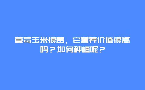 草莓玉米很贵，它营养价值很高吗？如何种植呢？