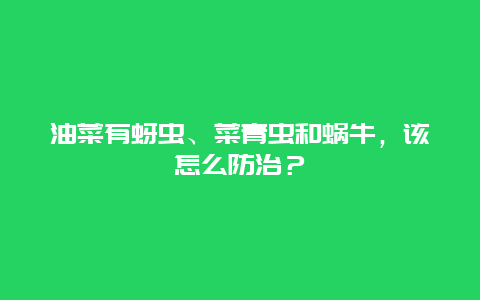 油菜有蚜虫、菜青虫和蜗牛，该怎么防治？