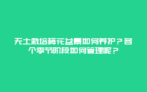 无土栽培梅花盆景如何养护？各个季节阶段如何管理呢？