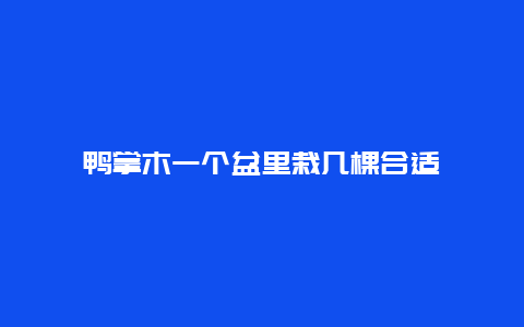 鸭掌木一个盆里栽几棵合适