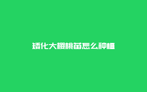 矮化大樱桃苗怎么种植