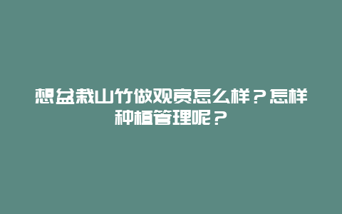 想盆栽山竹做观赏怎么样？怎样种植管理呢？