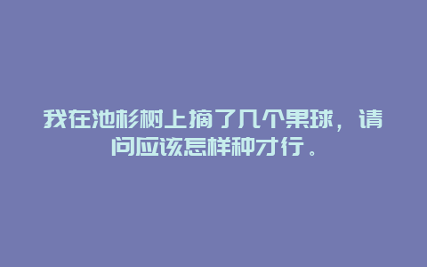 我在池杉树上摘了几个果球，请问应该怎样种才行。