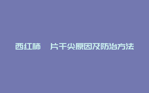 西红柿萼片干尖原因及防治方法