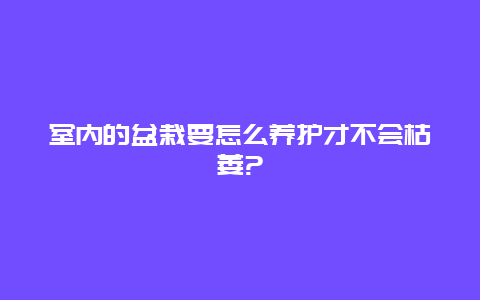 室内的盆栽要怎么养护才不会枯萎?