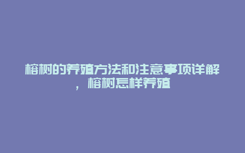 榕树的养殖方法和注意事项详解，榕树怎样养殖