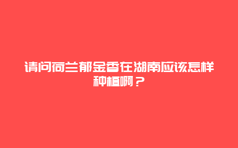 请问荷兰郁金香在湖南应该怎样种植啊？