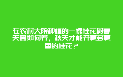 在农村大院种植的一棵桂花树春天要如何养，秋天才能开更多更香的桂花？