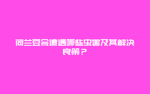 荷兰豆会遭遇哪些虫害及其解决良策？