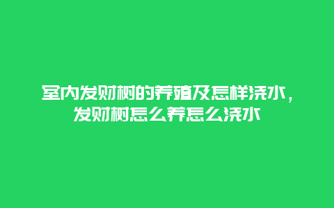 室内发财树的养殖及怎样浇水，发财树怎么养怎么浇水