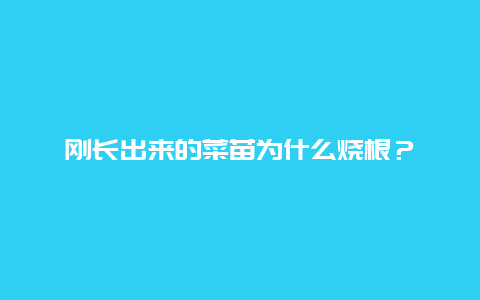 刚长出来的菜苗为什么烧根？