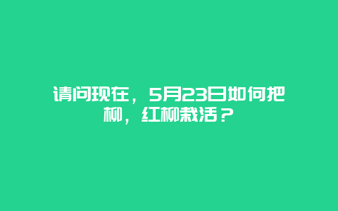 请问现在，5月23日如何把柽柳，红柳栽活？