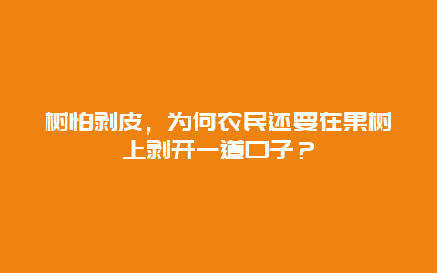 树怕剥皮，为何农民还要在果树上剥开一道口子？