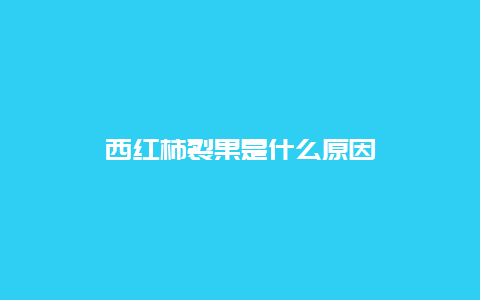 西红柿裂果是什么原因