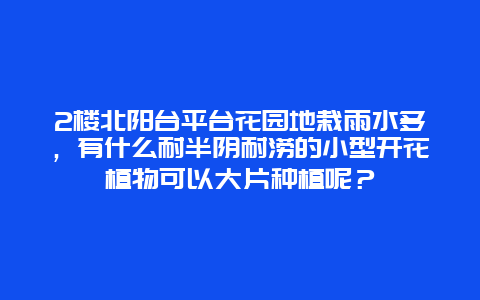 2楼北阳台平台花园地栽雨水多，有什么耐半阴耐涝的小型开花植物可以大片种植呢？