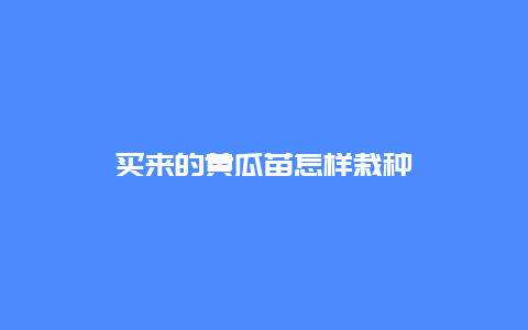 买来的黄瓜苗怎样栽种