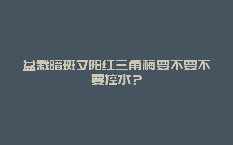 盆栽暗斑夕阳红三角梅要不要不要控水？