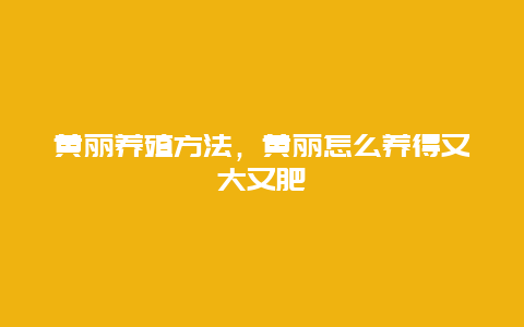 黄丽养殖方法，黄丽怎么养得又大又肥