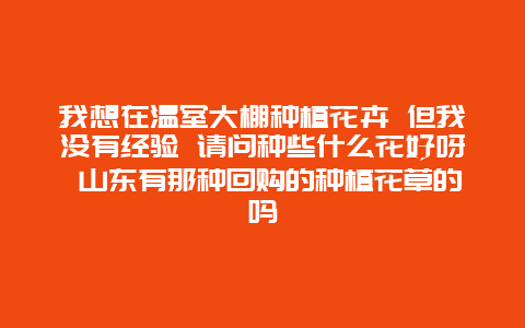 我想在温室大棚种植花卉 但我没有经验 请问种些什么花好呀 山东有那种回购的种植花草的吗