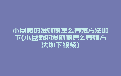 小盆栽的发财树怎么养殖方法如下(小盆栽的发财树怎么养殖方法如下视频)