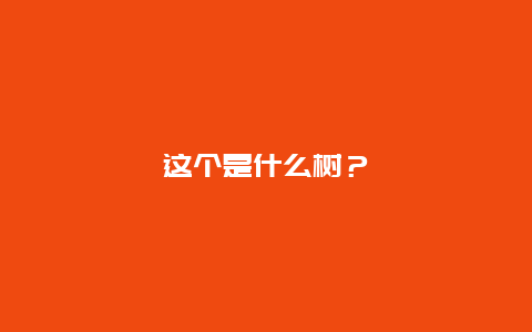 这个是什么树？