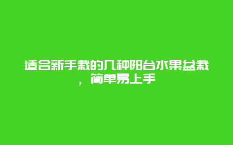 适合新手栽的几种阳台水果盆栽，简单易上手