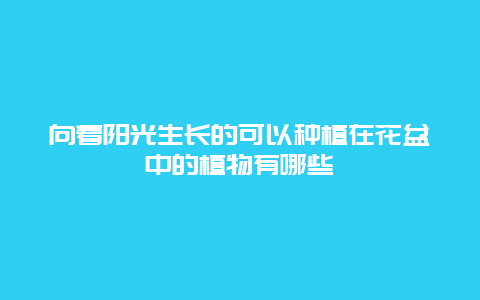 向着阳光生长的可以种植在花盆中的植物有哪些