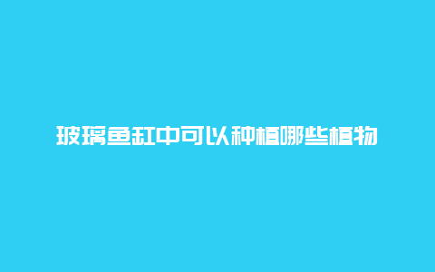 玻璃鱼缸中可以种植哪些植物