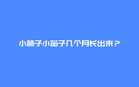 小柿子小茄子几个月长出来？