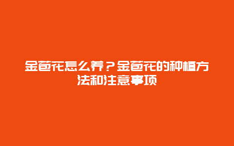 金苞花怎么养？金苞花的种植方法和注意事项