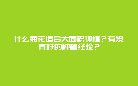 什么菊花适合大面积种植？有没有好的种植经验？