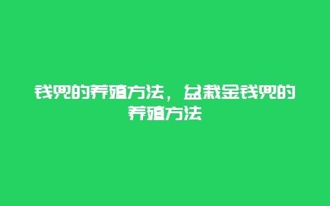 钱兜的养殖方法，盆栽金钱兜的养殖方法