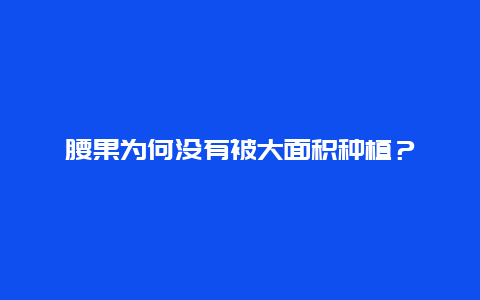 腰果为何没有被大面积种植？