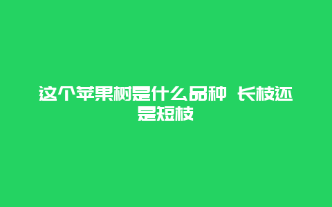 这个苹果树是什么品种 长枝还是短枝