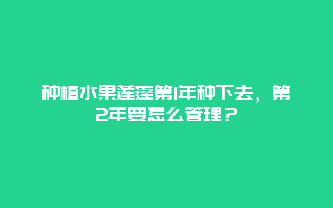 种植水果莲蓬第1年种下去，第2年要怎么管理？